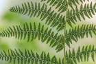 USA, Washington State, Seabeck. Underside of a Lady Fern, Washington State, Seabeck Botanical Print